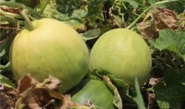 吃瓜吃甜瓜,揭秘吃瓜吃甜瓜的乐趣与奥秘