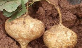 土瓜能怎么吃,探索土瓜的多样美味烹饪法