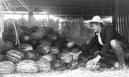 吉安吃瓜群众事件