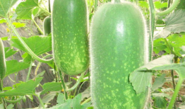 洛洛吃瓜全集,揭秘娱乐圈背后的秘密与真相